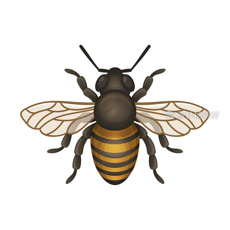 蜜蜂图标。白色背景上的Bug Logo。向量